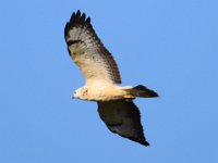 Maeusebussard helle Morphe 01